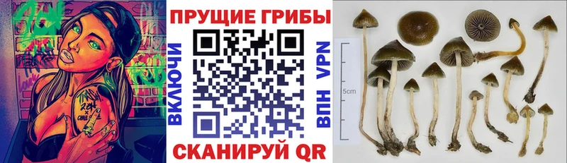 где продают наркотики  Кирово-Чепецк  Псилоцибиновые грибы MAGIC MUSHROOMS 